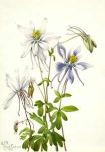 Columbine
