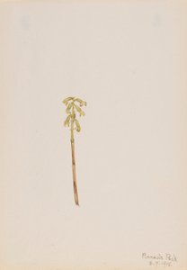 Coralroot (Corallorhiza corallorhiza) by Mary Vaux Walcott