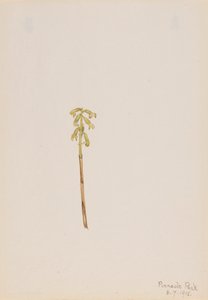 Corathorhiza corallorhiza by Mary Vaux Walcott