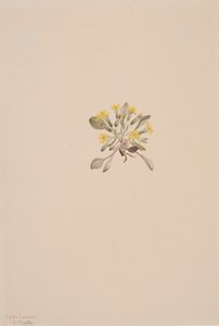 Crepis Elegans, 1904 by Mary Vaux Walcott