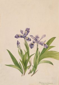 Crested Iris Iris cristata by Mary Vaux Walcott