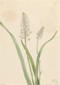 Crowpoison Chrosperma muscaetoxicum