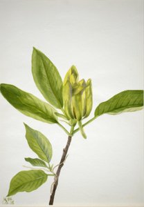 Cucumber Tree by Mary Vaux Walcott