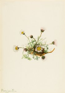 Cut-Leaf Fleabane by Mary Vaux Walcott