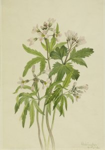 Cut Toothwort Dentaria Laciniata, 1918