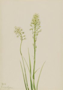 Death Camas Zygadenus Venenosus, 1923