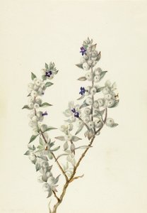 Death Valley Sage by Mary Vaux Walcott