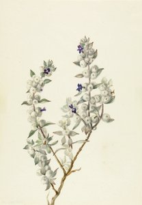 Death Valley Sage Salvia funerea by Mary Vaux Walcott