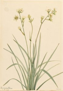 Deathcamas by Mary Vaux Walcott