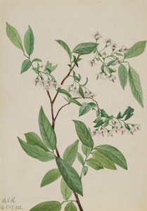 Deerberry, 1922