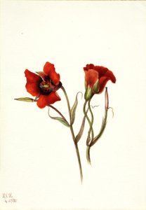Desert Mariposa by Mary Vaux Walcott