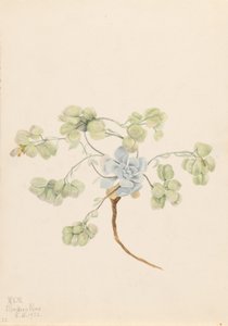 Double Bladderpod by Mary Vaux Walcott