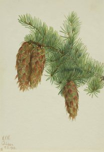 Douglas Fir