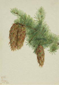 Douglas Fir