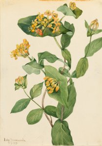 Douglas Honeysuckle by Mary Vaux Walcott