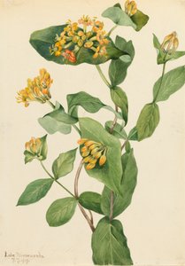Douglas Honeysuckle Lonicera glaucescens by Mary Vaux Walcott