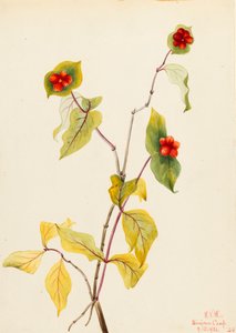 Douglas Honeysuckle