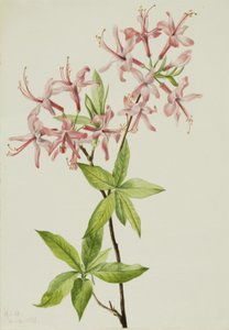 Downy Pinxter Bloom by Mary Vaux Walcott