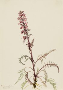 Elephanthead Pedicularis Groenlandica by Mary Vaux Walcott