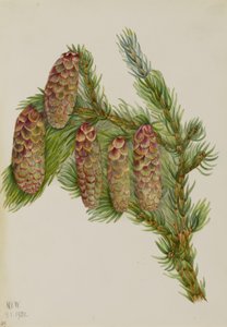 Engelmann Spruce