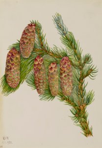 Engelmann Spruce Picea engelmanni, 1920