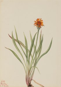 False Dandelion Agoseris aurantiaca