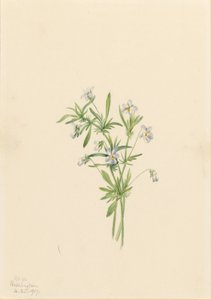 Field Violet by Mary Vaux Walcott