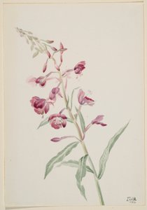 Fireweed