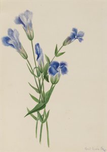 Fringed Gentian, 1905 by Mary Vaux Walcott