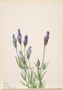 Gentian (Gentiana macounii)