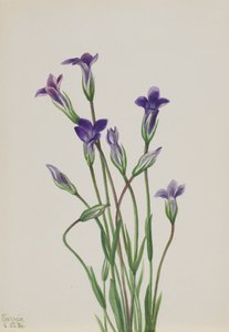 Gentian Gentiana holopetala by Mary Vaux Walcott