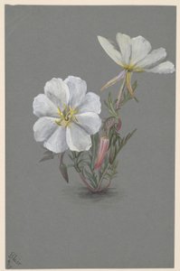 Giant Helleborine by Mary Vaux Walcott