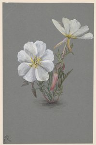 Giant Helleborine Epipactis gigantea by Mary Vaux Walcott