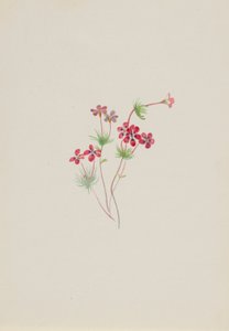 Linanthus Gilia by Mary Vaux Walcott