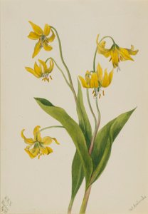 Glacier Lily
