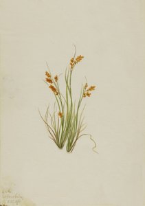 Golden Sedge Carex aurea