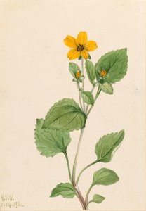 Golden Star Chrysogonum virginianum by Mary Vaux Walcott