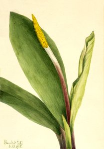 Goldenclub Orontium aquaticum