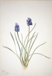 Grape Hyacinth