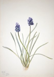 Grape Hyacinth Muscari racemosum, 1920