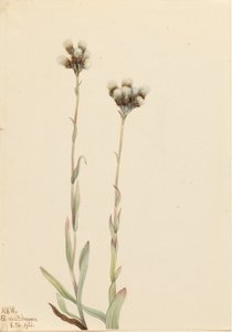 Gray Pussytoes (Antennaria howellii)