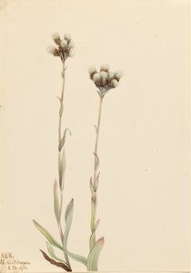 Gray Pussytoes Antennaria howellii, 1921