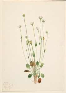 Gray Ragwort by Mary Vaux Walcott