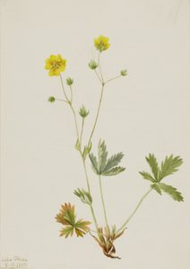 Grayleaf Fivefinger Potentilla glaucophylla by Mary Vaux Walcott
