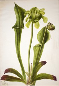 Green Pitcherplant Sarracenia orephila, 1933 by Mary Vaux Walcott