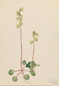 Green Pyrola by Mary Vaux Walcott