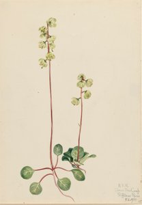 Green Pyrola