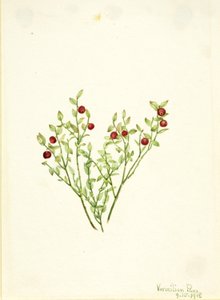 Grouse Whortleberry