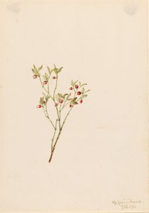 Grouse Whortleberry (Vaccinum scoparium)