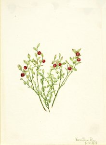 Grouse Whortleberry Vaccinium scoparium